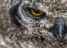 Close up of owl, South-Africa